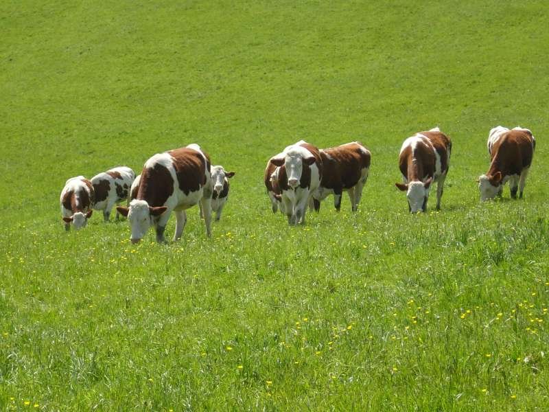 The challenge of designing farming systems experiments with a diversity of stakeholders [Practice Abstract]