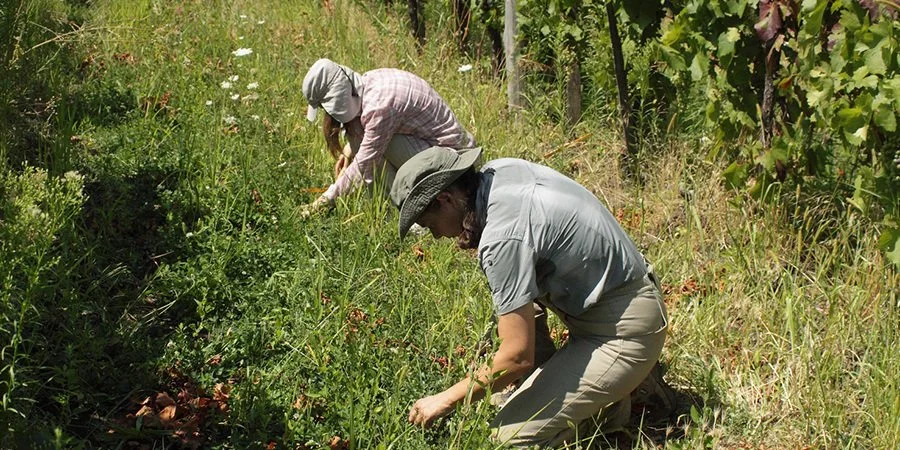Boosting farm resilience: Intercropping and sustainable pest management [Webinar Recording]