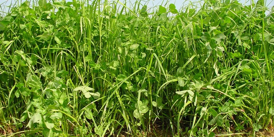 From research to practice - multi-species seed mixtures as a pillar for agroecology [Webinar Recording]