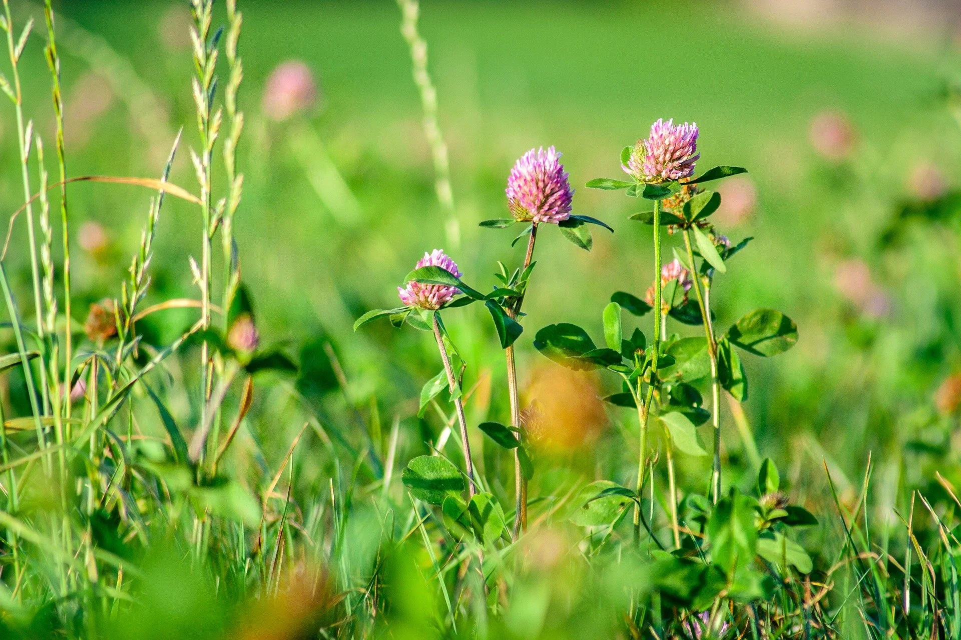 Virtual roadshow 2: Roots of resilience – enhancing biodiversity through agroecology [Webinar Recording]