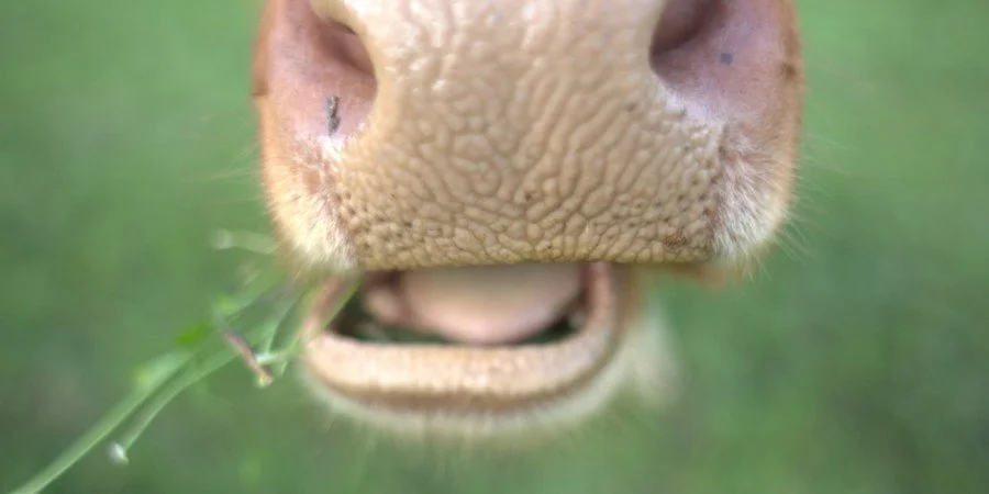 Why grazing livestock is vital for landscape and biodiversity [Webinar Recording]