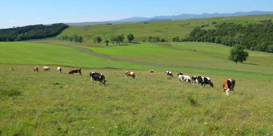 How animal science can support the role of animals in delivering benefits to society [Report]