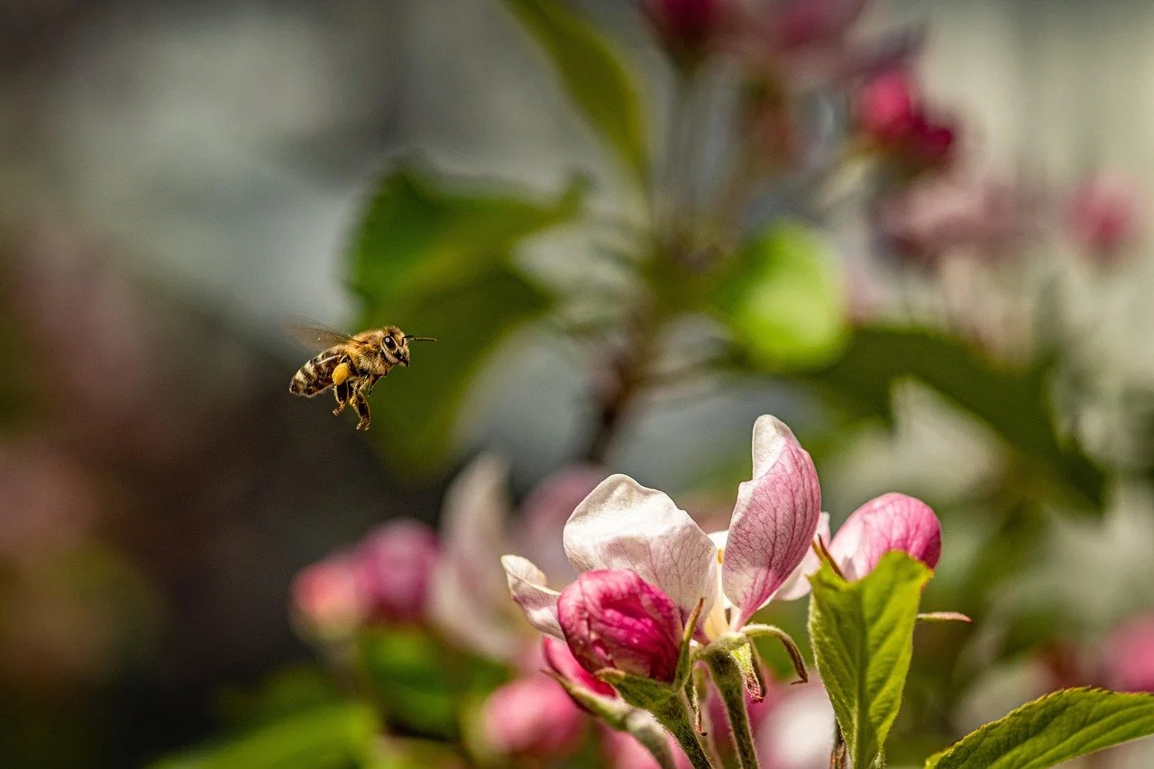 A bee flying near pink and white flowers with green leaves.