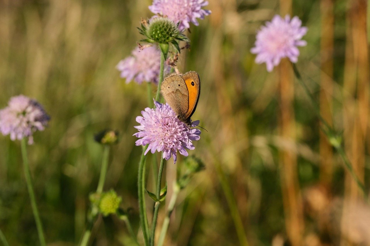 A butterfly perched on a purple wildflower in a grassy field.
