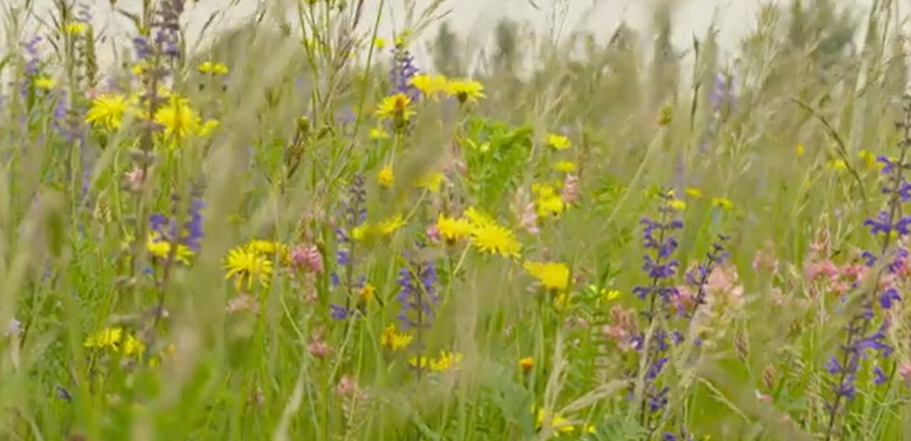 Wildflowers such as yellow, purple, and pink flowers growing in a field or meadow.