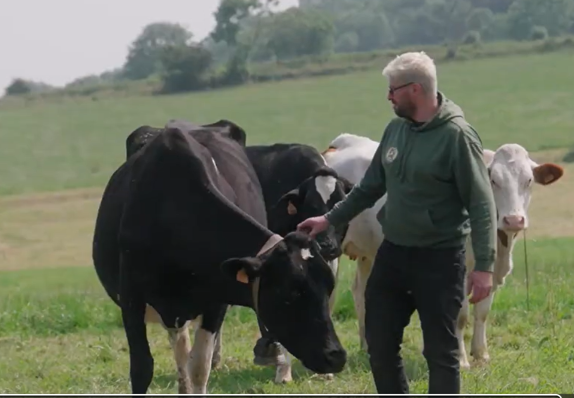 A man with blond hair and glasses petting a black and white cow in a green field, with several other cows nearby.
