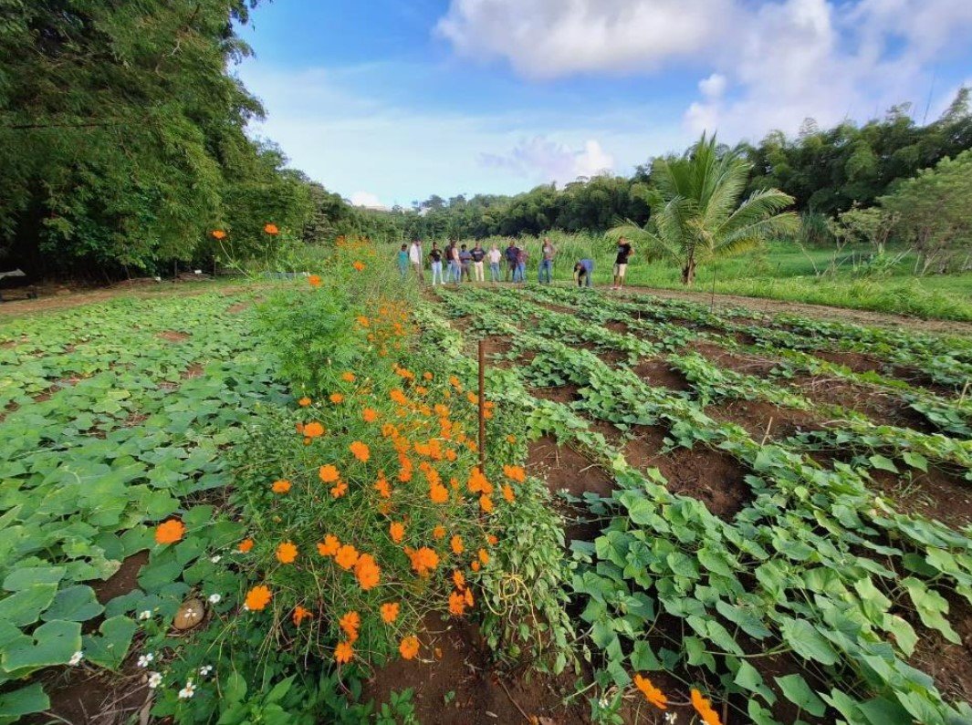 A farm field with rows of green plants, orange flowers along a small fence, and a group of people standing in the background near a banana tree under a partly cloudy sky.