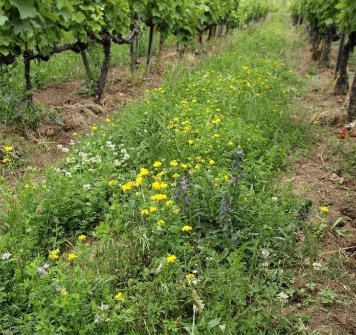 Vineyard with green grapevines on trellises and yellow wildflowers growing in between the rows.