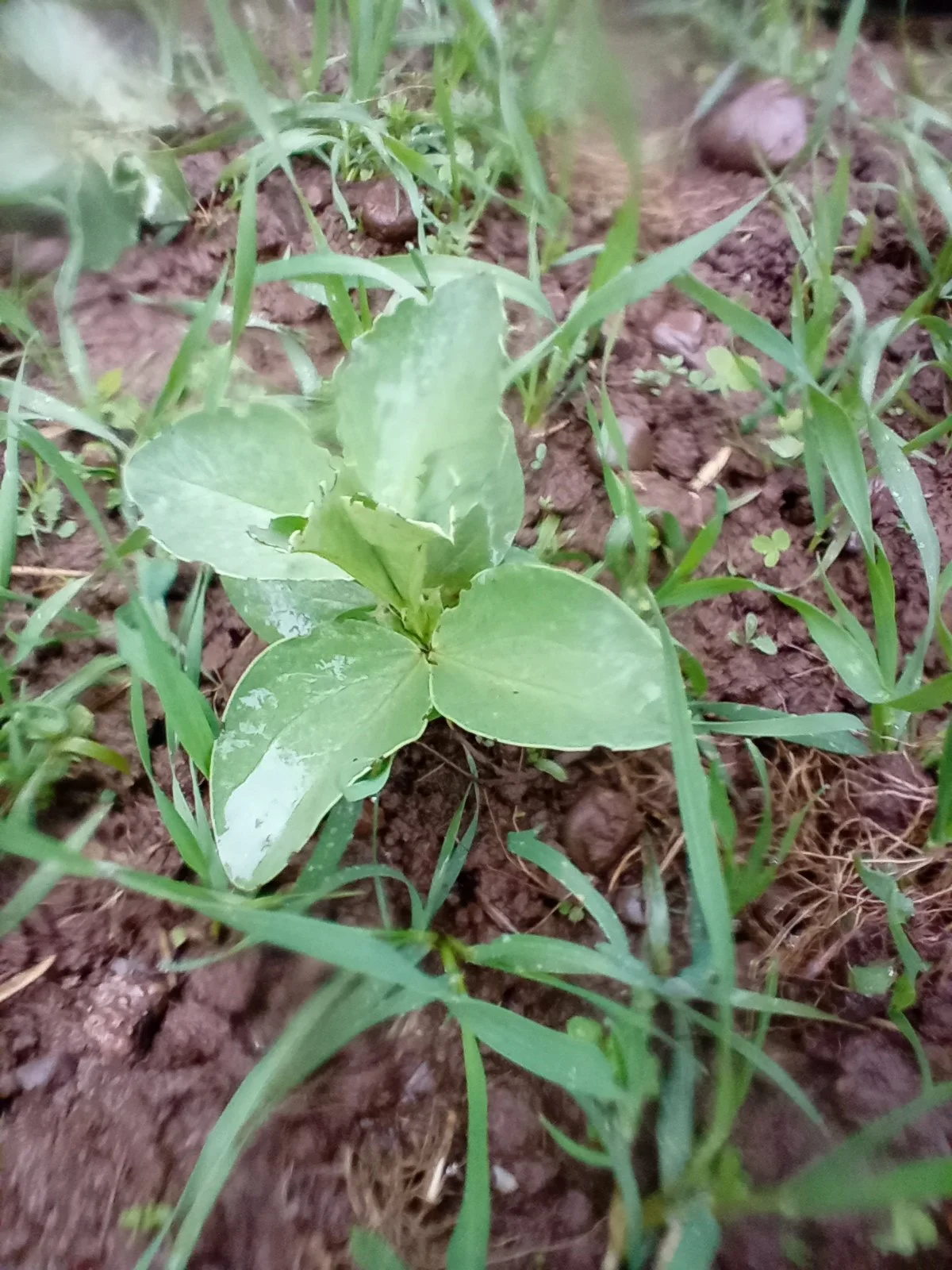 Close-up of a small green plant with broad leaves growing in soil surrounded by thin green grass and small plants.
