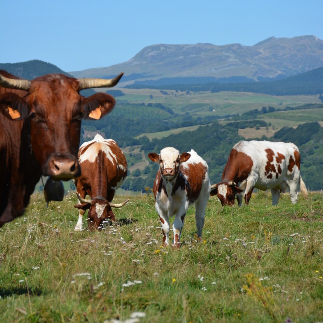 A group of cows grazing on a grassy hillside with mountains in the background.