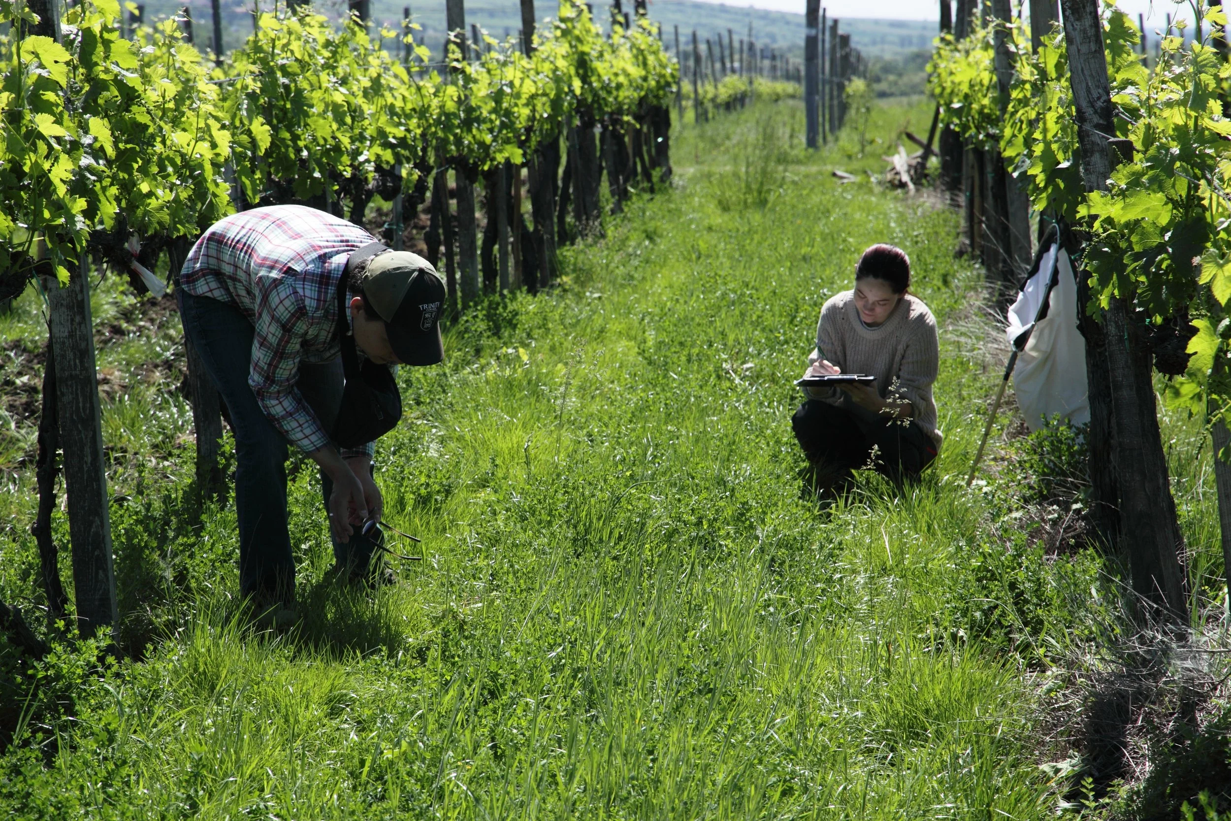 Two people working in a vineyard on a sunny day, one kneeling and inspecting the plants, the other crouching and writing on a clipboard, surrounded by rows of grapevines.