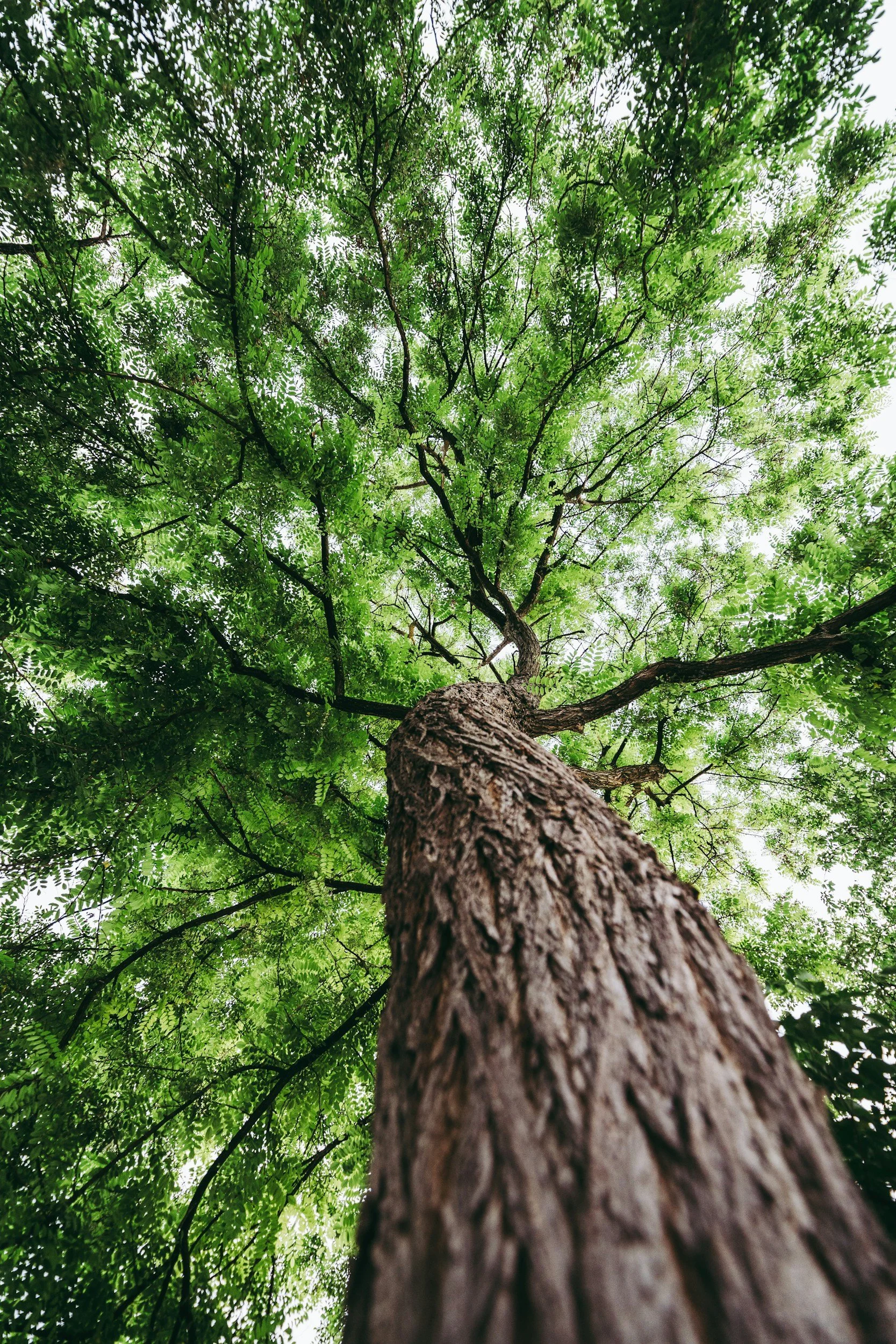 Looking up at a tall tree with a textured brown trunk and green leaves, reaching towards the sky.