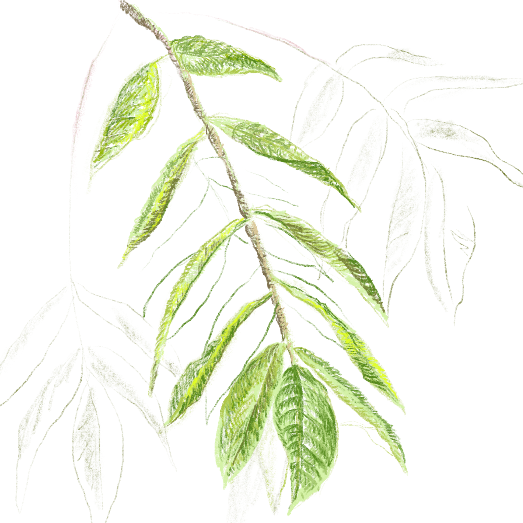 A close-up view of green and yellow variegated leaves on a plant.