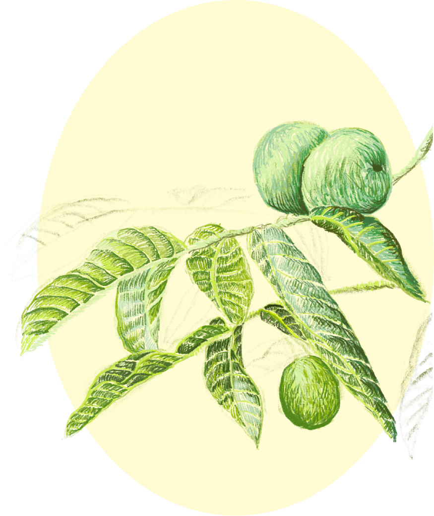 Illustration of a coffee plant with green coffee cherries and elongated green leaves.