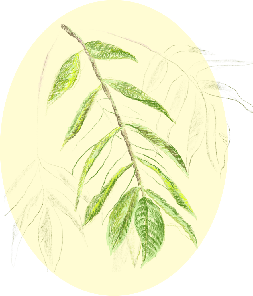 Drawing of a green leafy branch with detailed leaves on a pale yellow background.
