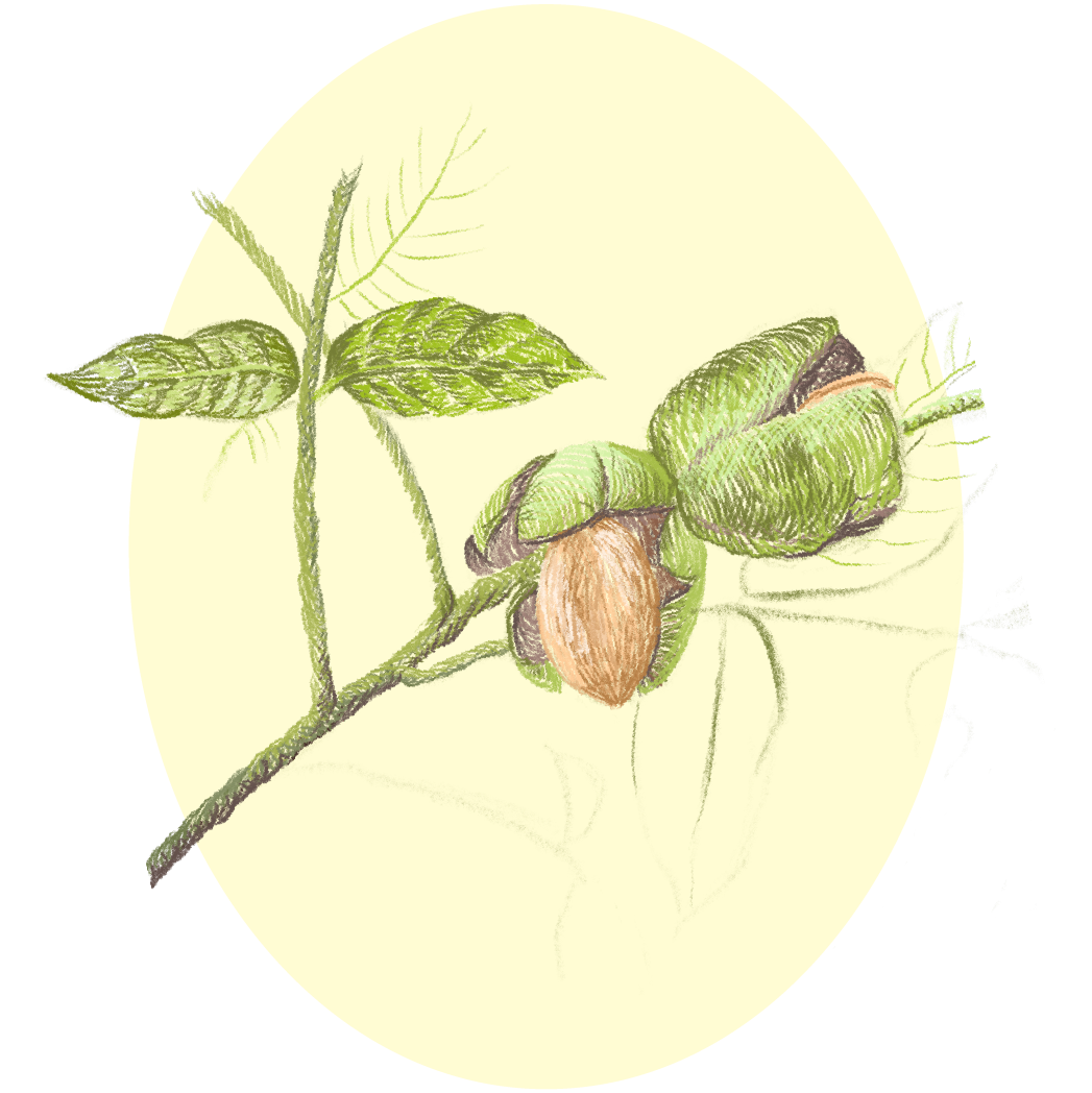 Hand-drawn illustration of a plant with green leaves and a nut on a branch.