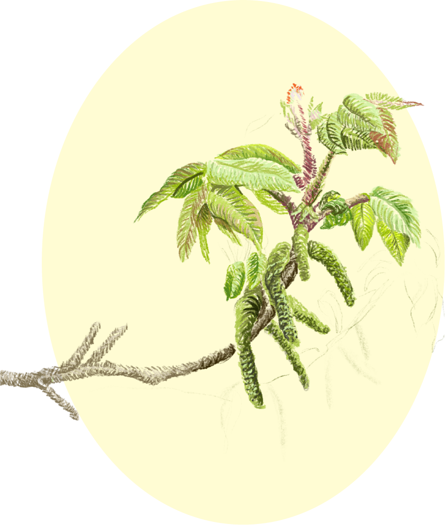Botanical illustration of a plant with green leaves and a twisting branch.