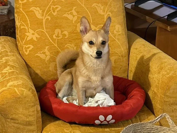 Scopri le storie di Akita Rescue, aiutaci a supportare cani in difficoltà. Supporta il nostro progetto con donazioni e adozioni responsabili.