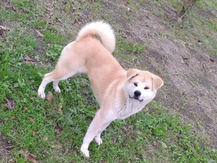 Scopri le storie di Akita Rescue, aiutaci a supportare cani in difficoltà. Supporta il nostro progetto con donazioni e adozioni responsabili.