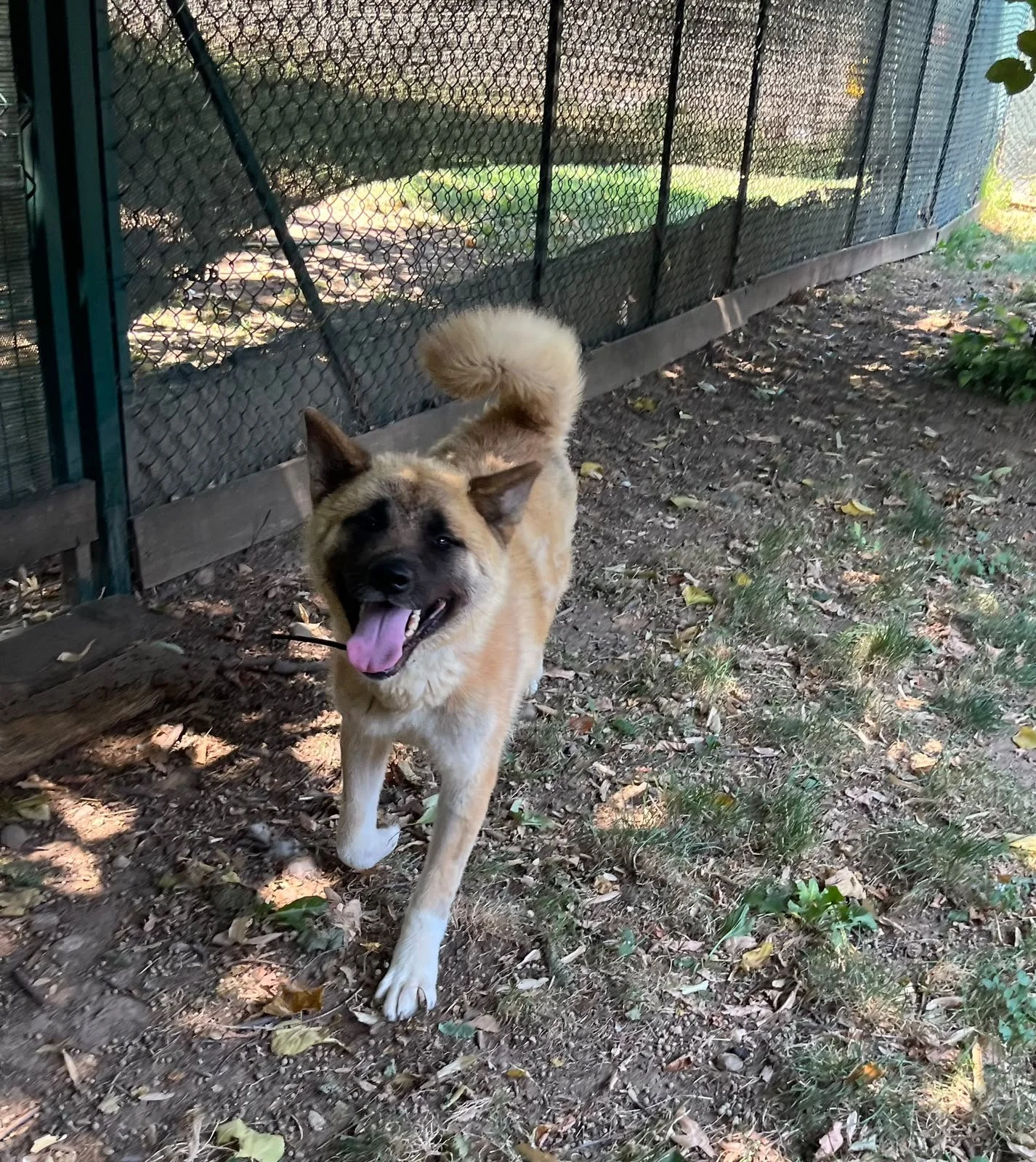 Scopri le storie di Akita Rescue, aiutaci a supportare cani in difficoltà. Supporta il nostro progetto con donazioni e adozioni responsabili.