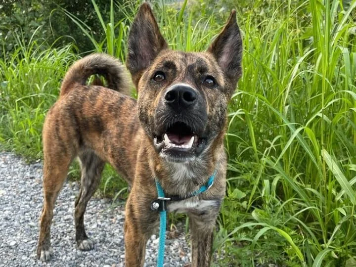 Scopri le storie di Akita Rescue, aiutaci a supportare cani in difficoltà. Supporta il nostro progetto con donazioni e adozioni responsabili.