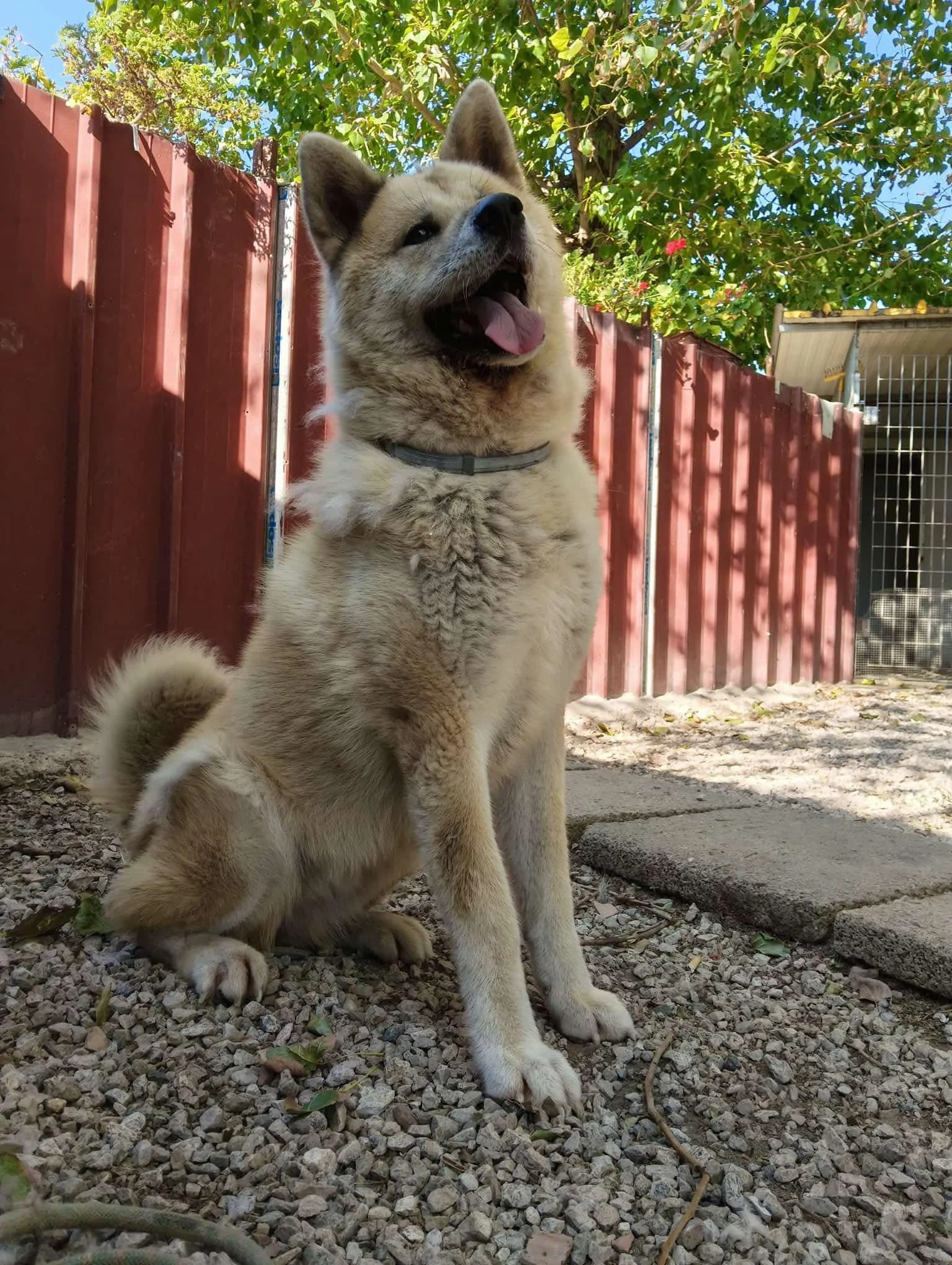 Scopri le storie di Akita Rescue, aiutaci a supportare cani in difficoltà. Supporta il nostro progetto con donazioni e adozioni responsabili.