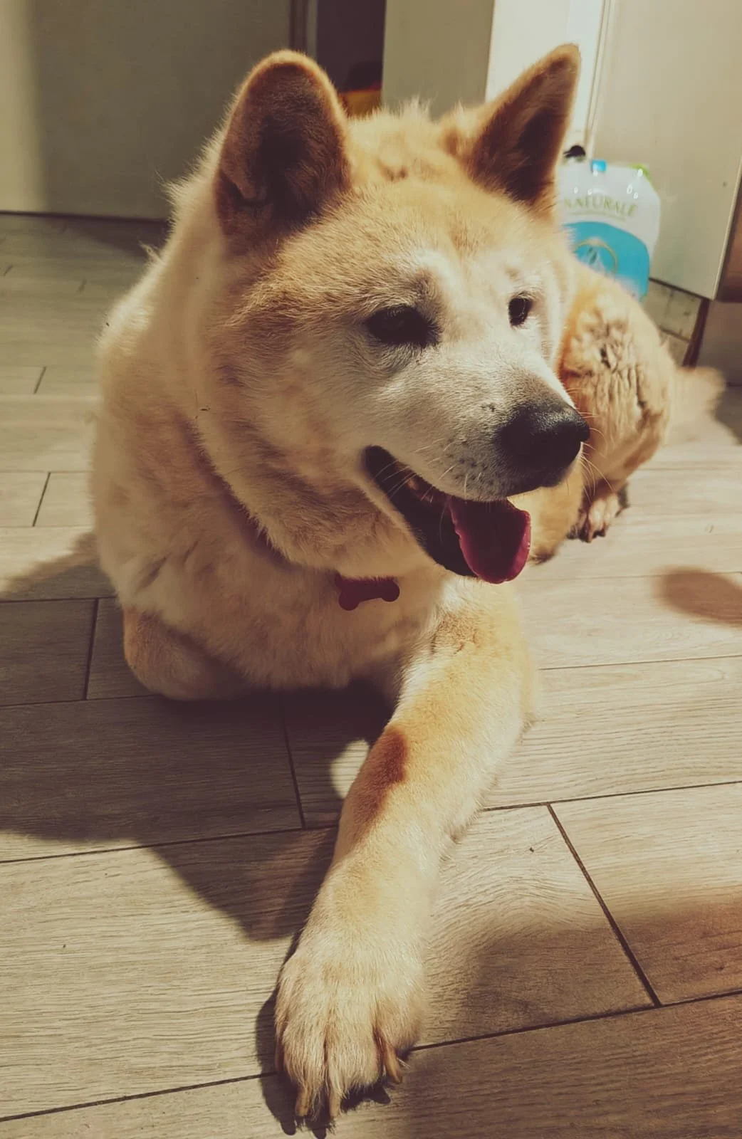 Scopri le storie di Akita Rescue, aiutaci a supportare cani in difficoltà. Supporta il nostro progetto con donazioni e adozioni responsabili.