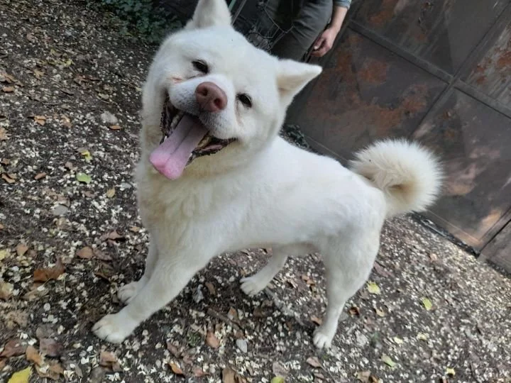 Scopri le storie di Akita Rescue, aiutaci a supportare cani in difficoltà. Supporta il nostro progetto con donazioni e adozioni responsabili.