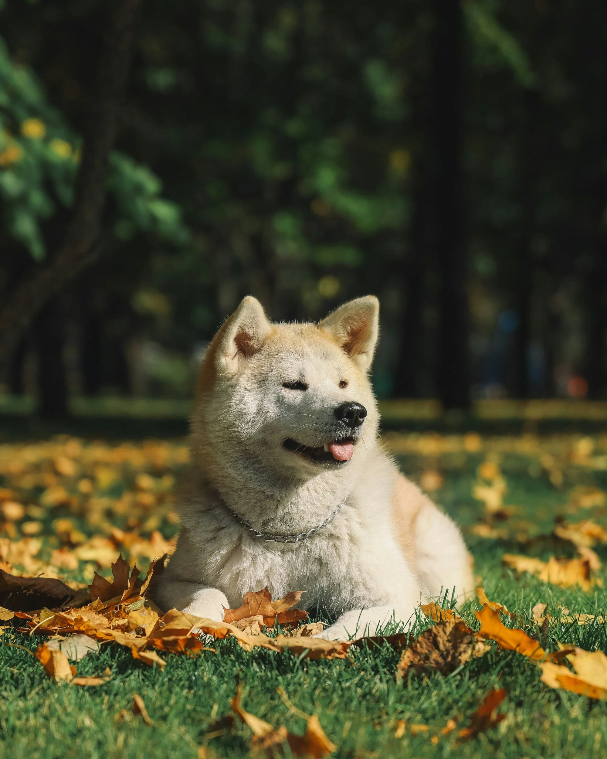 Scopri le storie di Akita Rescue, aiutaci a supportare cani in difficoltà. Supporta il nostro progetto con donazioni e adozioni responsabili.
