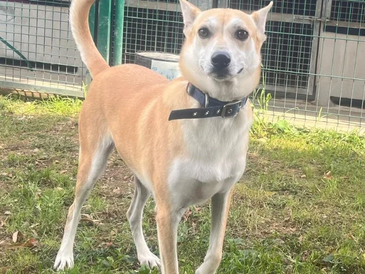 Scopri le storie di Akita Rescue, aiutaci a supportare cani in difficoltà. Supporta il nostro progetto con donazioni e adozioni responsabili.