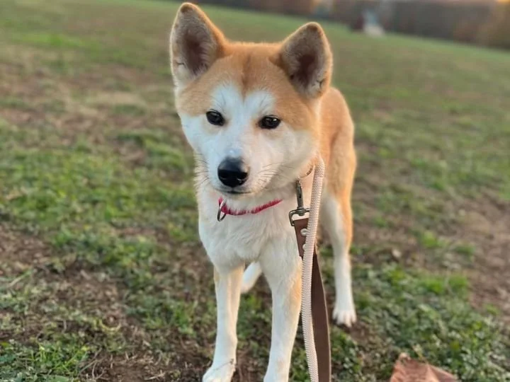 Scopri le storie di Akita Rescue, aiutaci a supportare cani in difficoltà. Supporta il nostro progetto con donazioni e adozioni responsabili.