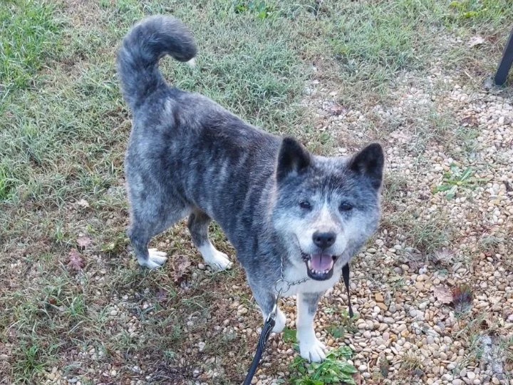 Scopri le storie di Akita Rescue, aiutaci a supportare cani in difficoltà. Supporta il nostro progetto con donazioni e adozioni responsabili.