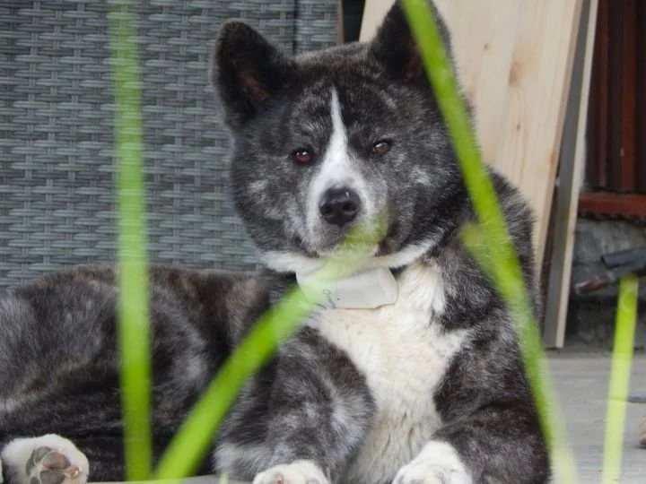 Scopri le storie di Akita Rescue, aiutaci a supportare cani in difficoltà. Supporta il nostro progetto con donazioni e adozioni responsabili.