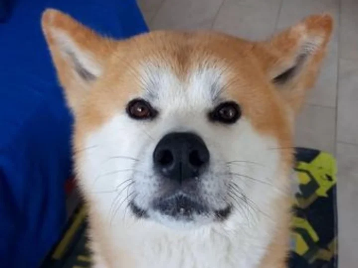 Scopri le storie di Akita Rescue, aiutaci a supportare cani in difficoltà. Supporta il nostro progetto con donazioni e adozioni responsabili.