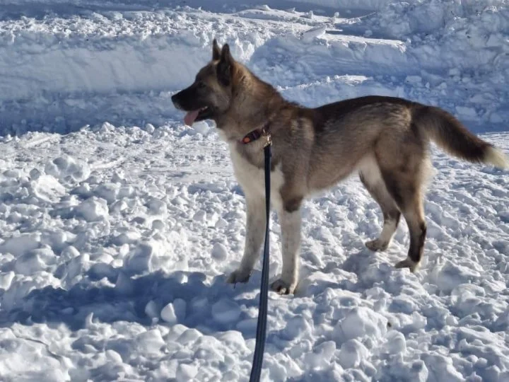 Scopri le storie di Akita Rescue, aiutaci a supportare cani in difficoltà. Supporta il nostro progetto con donazioni e adozioni responsabili.