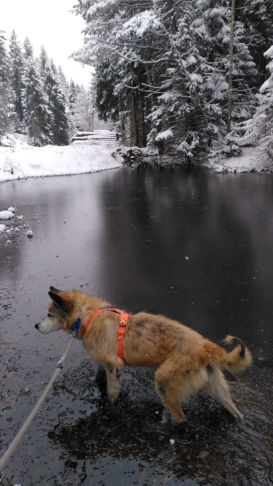 Scopri le storie di Akita Rescue, aiutaci a supportare cani in difficoltà. Supporta il nostro progetto con donazioni e adozioni responsabili.