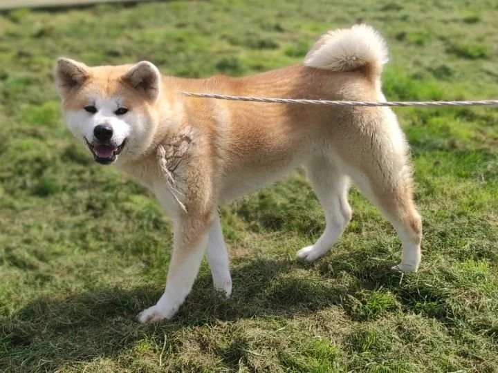 Scopri le storie di Akita Rescue, aiutaci a supportare cani in difficoltà. Supporta il nostro progetto con donazioni e adozioni responsabili.