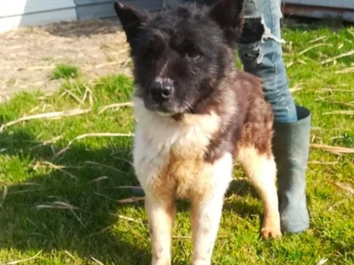 Scopri le storie di Akita Rescue, aiutaci a supportare cani in difficoltà. Supporta il nostro progetto con donazioni e adozioni responsabili.