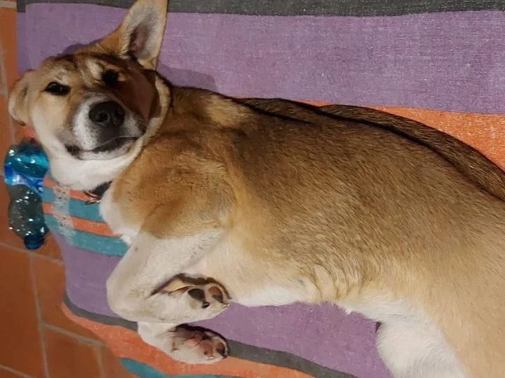Scopri le storie di Akita Rescue, aiutaci a supportare cani in difficoltà. Supporta il nostro progetto con donazioni e adozioni responsabili.