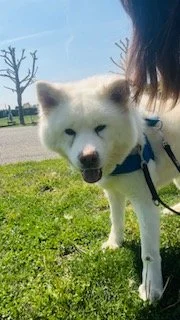 Scopri le storie di Akita Rescue, aiutaci a supportare cani in difficoltà. Supporta il nostro progetto con donazioni e adozioni responsabili.