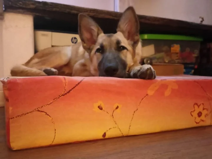 Scopri le storie di Akita Rescue, aiutaci a supportare cani in difficoltà. Supporta il nostro progetto con donazioni e adozioni responsabili.
