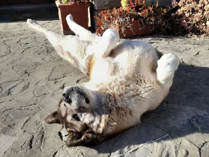 Scopri le storie di Akita Rescue, aiutaci a supportare cani in difficoltà. Supporta il nostro progetto con donazioni e adozioni responsabili.