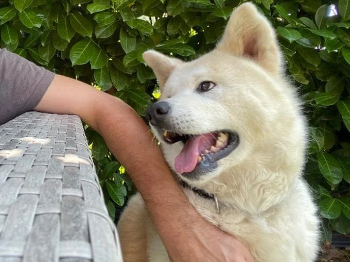 Scopri le storie di Akita Rescue, aiutaci a supportare cani in difficoltà. Supporta il nostro progetto con donazioni e adozioni responsabili.