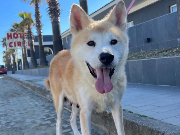 Scopri le storie di Akita Rescue, aiutaci a supportare cani in difficoltà. Supporta il nostro progetto con donazioni e adozioni responsabili.