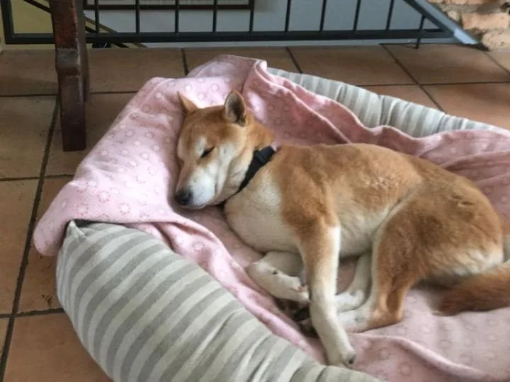 Scopri le storie di Akita Rescue, aiutaci a supportare cani in difficoltà. Supporta il nostro progetto con donazioni e adozioni responsabili.