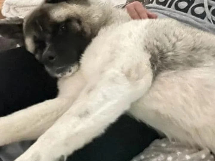 Scopri le storie di Akita Rescue, aiutaci a supportare cani in difficoltà. Supporta il nostro progetto con donazioni e adozioni responsabili.