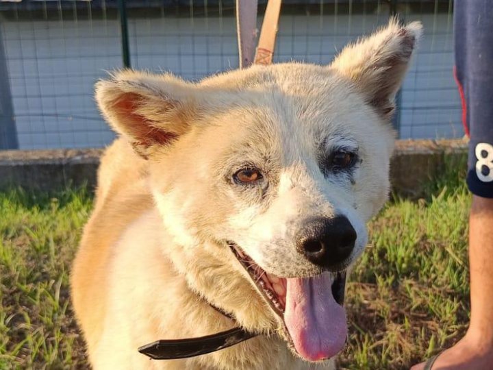 Scopri le storie di Akita Rescue, aiutaci a supportare cani in difficoltà. Supporta il nostro progetto con donazioni e adozioni responsabili.