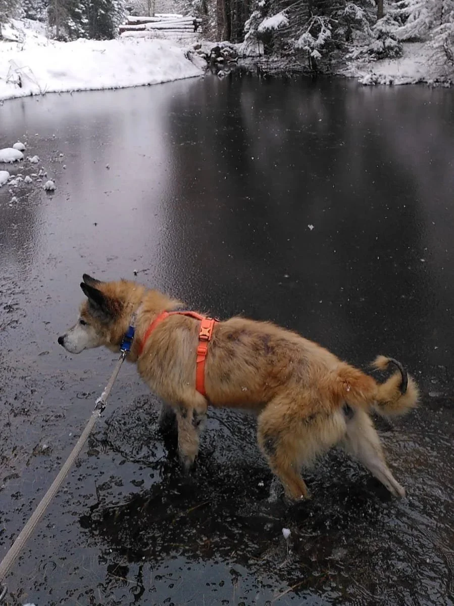 Scopri le storie di Akita Rescue, aiutaci a supportare cani in difficoltà. Supporta il nostro progetto con donazioni e adozioni responsabili.