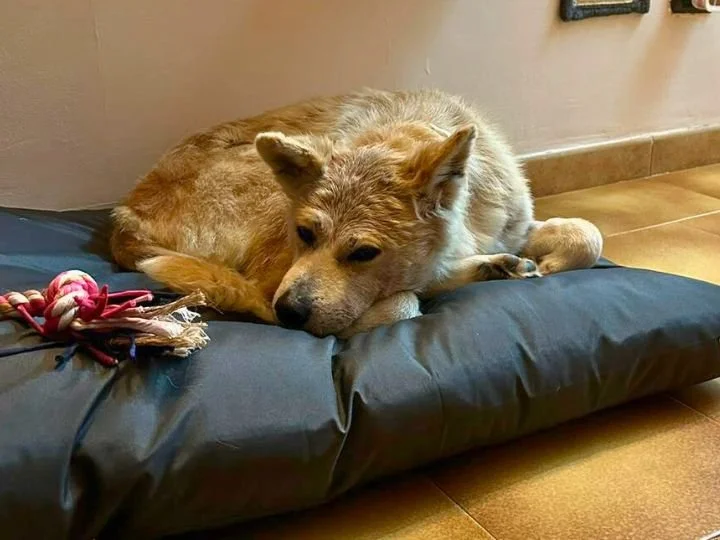 Scopri le storie di Akita Rescue, aiutaci a supportare cani in difficoltà. Supporta il nostro progetto con donazioni e adozioni responsabili.