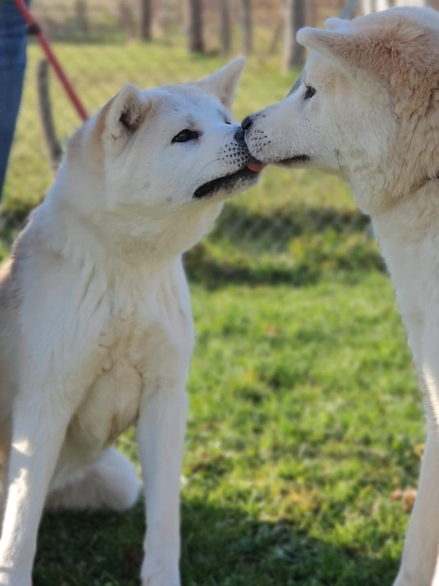 Scopri le storie di Akita Rescue, aiutaci a supportare cani in difficoltà. Supporta il nostro progetto con donazioni e adozioni responsabili.